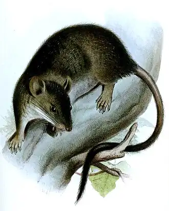 Rhipidomys leucodactylus