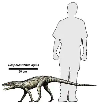 Hesperosuchus
