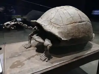 Hesperotestudo
