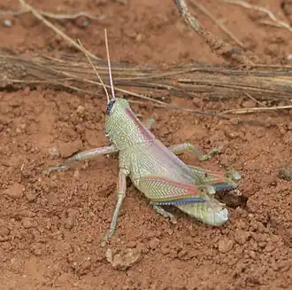 Hesperotettix speciosus