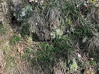 De greppelblaadje-associatie