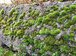 De associatie op een kleine tuinmuur.