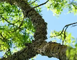 Trompettakmos-associatie