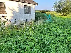 De arme subassociatie in een verlaten moestuin