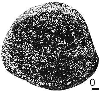 Verkiezelde oölitische Jurakalksteen (Laagpakket van Waubach) afkomstig uit Noord-Frankrijk