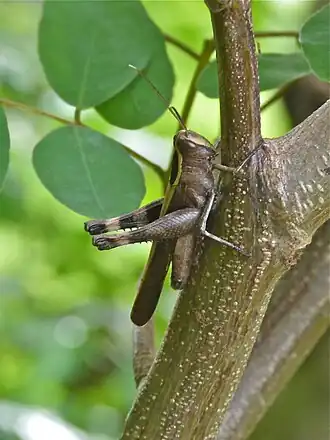 Heteracris coerulescens
