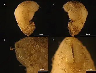 Heteralepas gettysburgensis