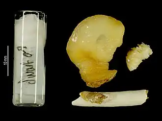 Heteralepas segonzaci