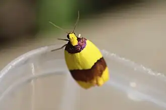 Heterallactis euchrysa