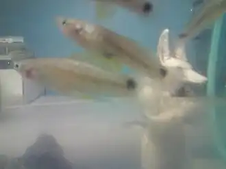 Heterandria bimaculata