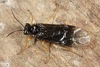 Heterarthrus ochropoda