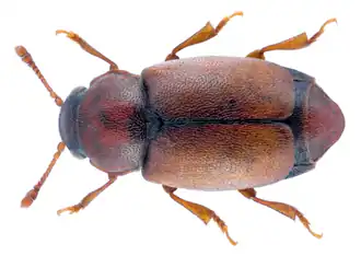 Heterhelus scutellaris