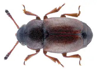 Heterhelus solani
