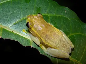 Heterixalus luteostriatus