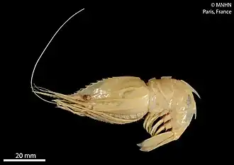 Heterocarpus hayashii