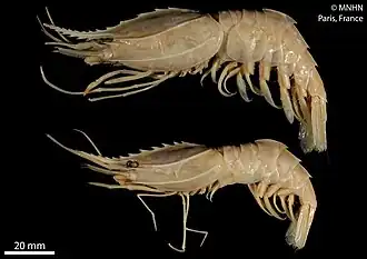 Heterocarpus inopinatus