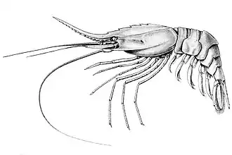 Heterocarpus laevigatus