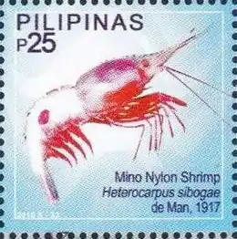 Heterocarpus sibogae