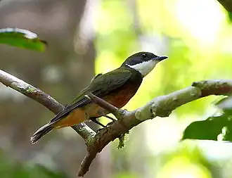 Geelkruinmanakin