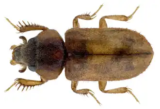 Heterocerus philippensis