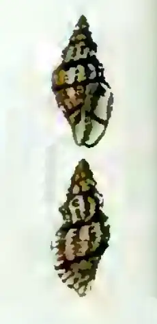 Heterocithara bilineata