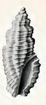 Heterocithara transenna