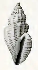 Heterocithara zebuensis