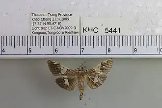 Heterocnephes lymphatalis