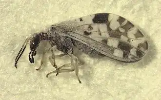 Heteroconis ornata
