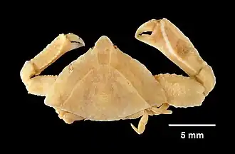 Heterocrypta granulata