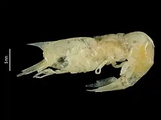 Heterogenys monnioti