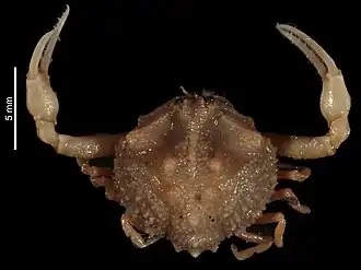 Heterolithadia fallax