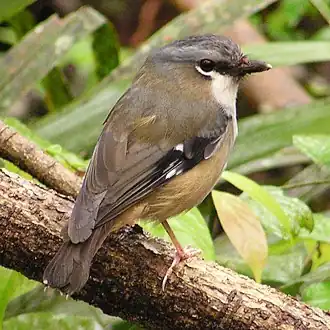 Harlekijnstruikvliegenvanger