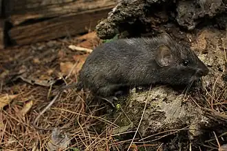 Nelsons stekelmuisgoffer