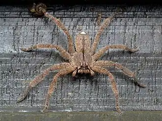 Heteropoda pingtungensis