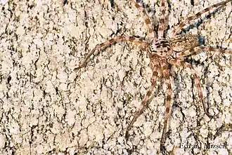 Heteropoda variegata