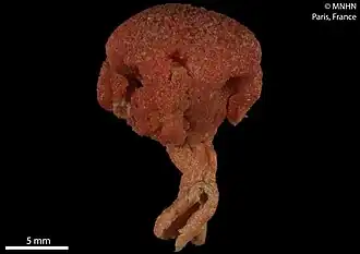 Heteropolypus insolitus