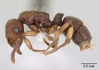 Heteroponera brounii