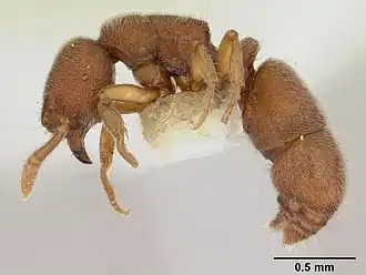 Heteroponera microps