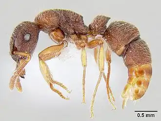 Heteroponera panamensis