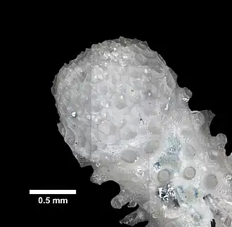 Heteropora alaskensis