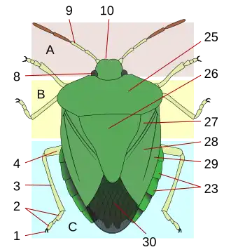 26=Heteroptera scutellum