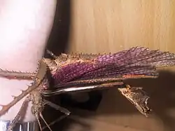 Bedreigd mannetje met opengesperde vleugels