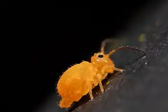 Heterosminthurus insignis