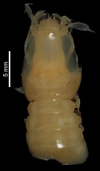 Heterosquillopsis danielae