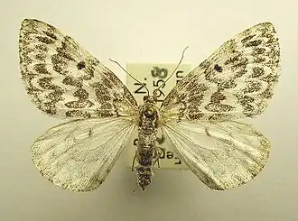 Heterothera serraria