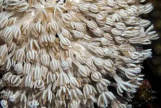 Heteroxenia fuscescens