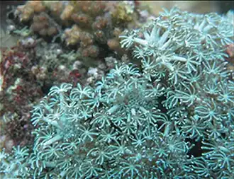 Heteroxenia medioensis