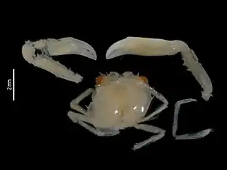 Hexagonalia laboutei