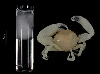 Hexagonalia unidentata